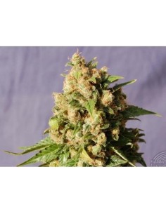 KANNABIA SEED - Kiss - 1