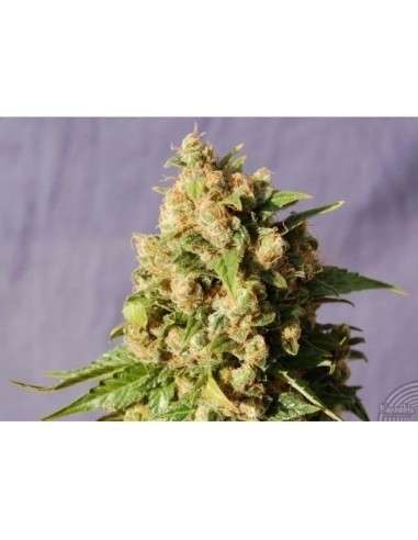 KANNABIA SEED - Kiss - 1