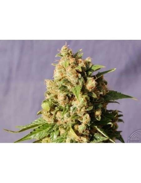KANNABIA SEED - Kiss - 1