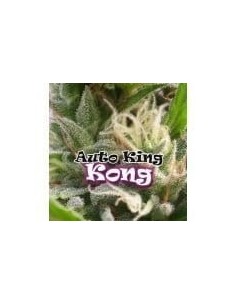 DR UNDERGROUND - Auto King Kong - 1