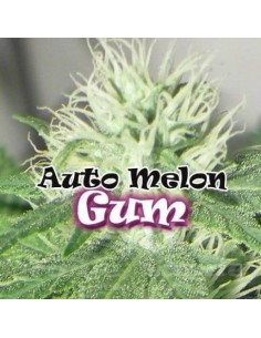 DR UNDERGROUND - Auto Melon Gum - 1