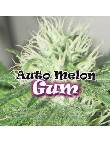 DR UNDERGROUND - Auto Melon Gum - 1