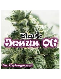 DR UNDERGROUND - Black Jesus OG - 1