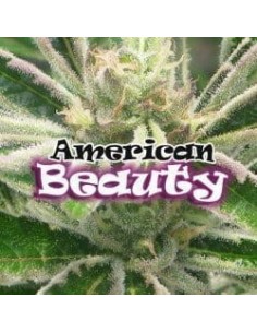 DR UNDERGROUND - American Beauty - 1