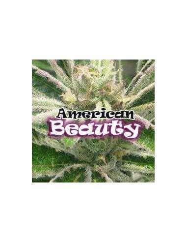 DR UNDERGROUND - American Beauty - 1