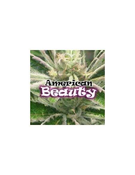 DR UNDERGROUND - American Beauty - 1