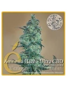 ELITE SEEDS - Amnesia Haze Ultra CBD - 1