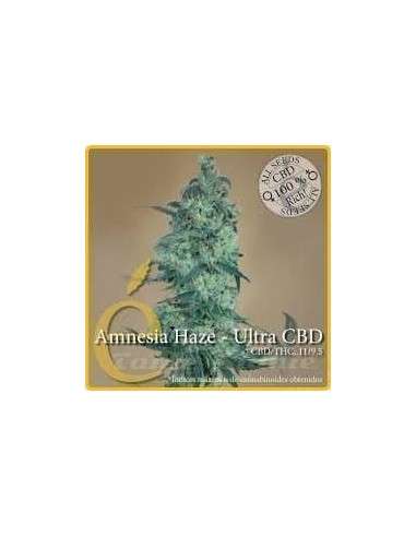 ELITE SEEDS - Amnesia Haze Ultra CBD - 1