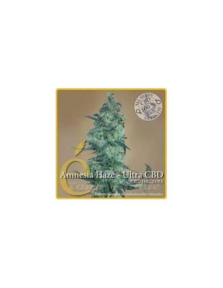 ELITE SEEDS - Amnesia Haze Ultra CBD - 1