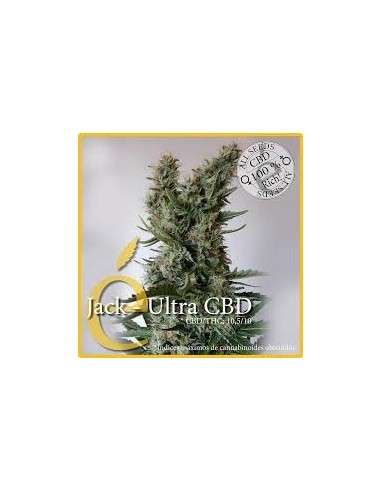 ELITE SEEDS - Jack Ultra CBD - 1