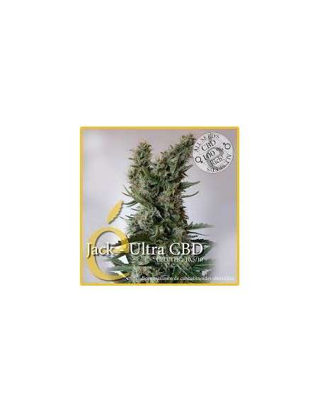 ELITE SEEDS - Jack Ultra CBD - 1