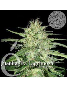 ELITE SEEDS - Juanita"La Lagrimosa" - 1