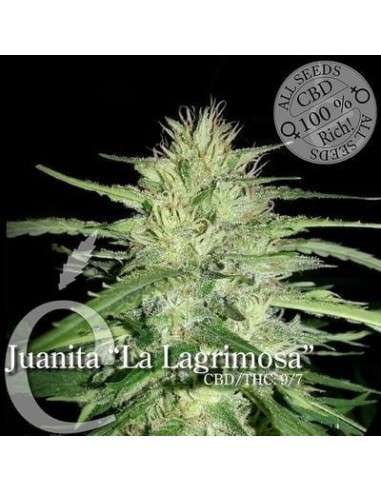 ELITE SEEDS - Juanita"La Lagrimosa" - 1
