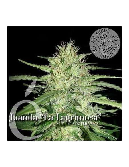 ELITE SEEDS - Juanita"La Lagrimosa" - 1