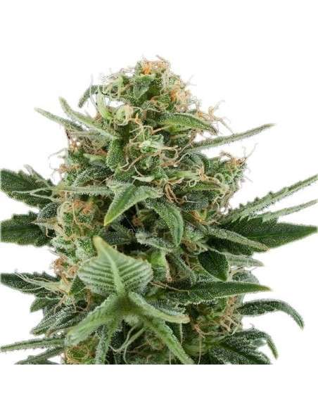 ROYAL QUEEN SEEDS - Royal Dwarf Automatic - 5