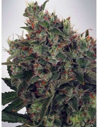 MINISTRY OF CANNABIS - Ultra White Amnesia - 1