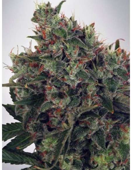 MINISTRY OF CANNABIS - Ultra White Amnesia - 1