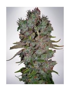 MINISTRY OF CANNABIS - Auto Blueberry Domina - 1