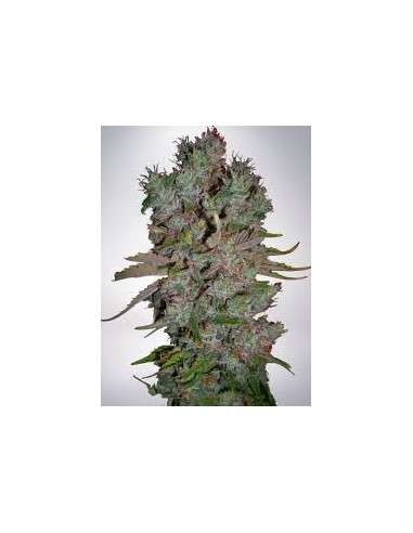MINISTRY OF CANNABIS - Auto Blueberry Domina - 1