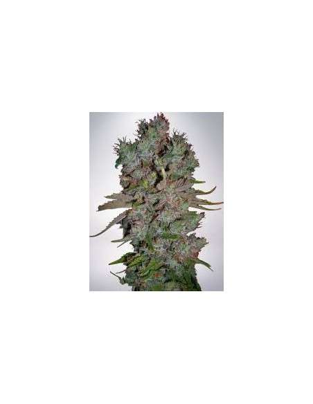 MINISTRY OF CANNABIS - Auto Blueberry Domina - 1