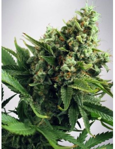 MINISTRY OF CANNABIS - Auto White Widow - 1