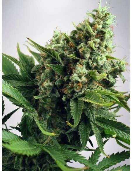 MINISTRY OF CANNABIS - Auto White Widow - 1