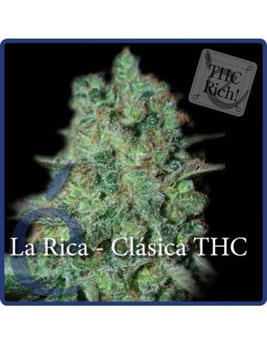 ELITE SEEDS - La Rica Clásica THC - 1
