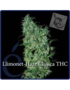 ELITE SEEDS - Llimonet Haze Clásica THC - 1
