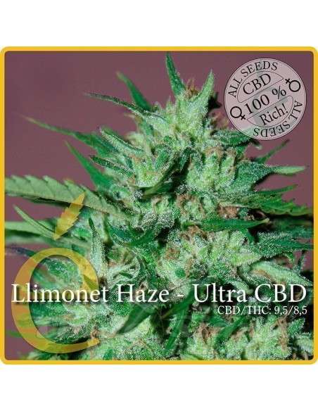 ELITE SEEDS - Llimonet Haze Ultra CBD - 1