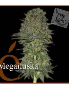 ELITE SEEDS - Meganuska - 1