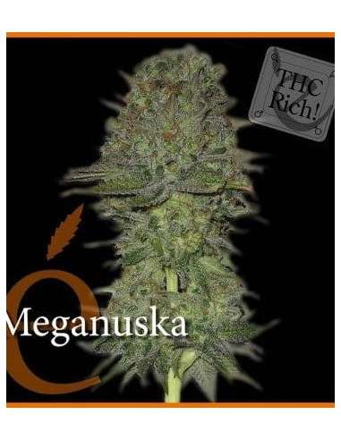 ELITE SEEDS - Meganuska - 1