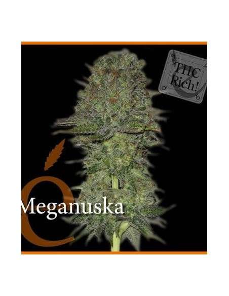 ELITE SEEDS - Meganuska - 1