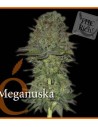 ELITE SEEDS - Meganuska - 1