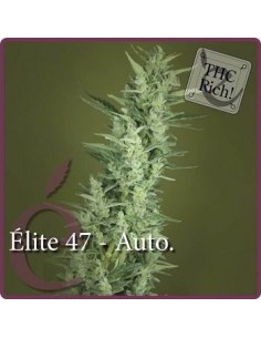 ELITE SEEDS - Elite 47 Auto - 1