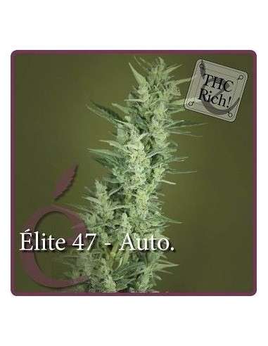 ELITE SEEDS - Elite 47 Auto - 1