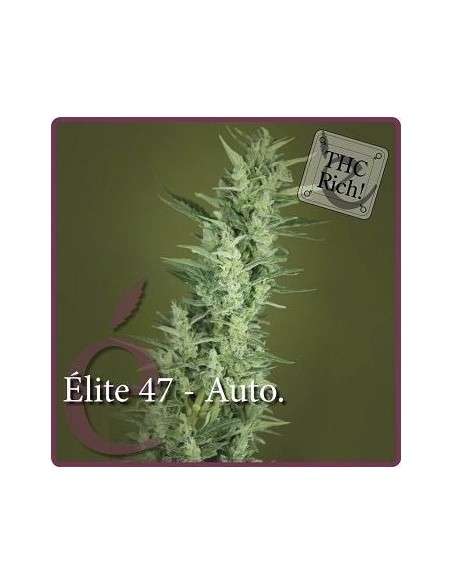 ELITE SEEDS - Elite 47 Auto - 1