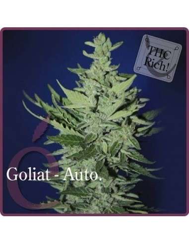 ELITE SEEDS - Goliat Auto - 1