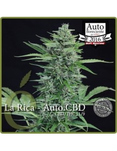 ELITE SEEDS - La Rica Auto CBD - 1