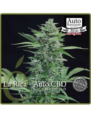 ELITE SEEDS - La Rica Auto CBD - 1