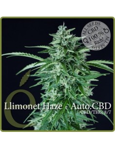 ELITE SEEDS - Llimonet Haze Auto CBD - 1