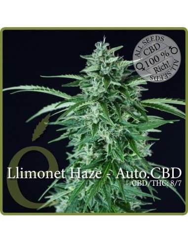 ELITE SEEDS - Llimonet Haze Auto CBD - 1