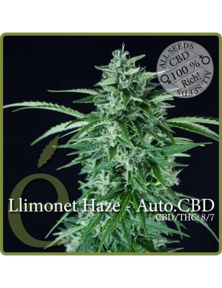 ELITE SEEDS - Llimonet Haze Auto CBD - 1
