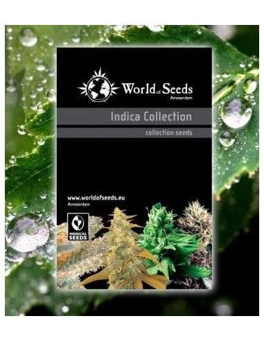 WORLD OF SEEDS - Indica Collection - 1