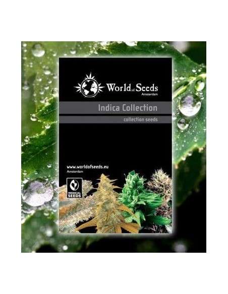 WORLD OF SEEDS - Indica Collection - 1