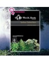 WORLD OF SEEDS - Sativa Collection - 1