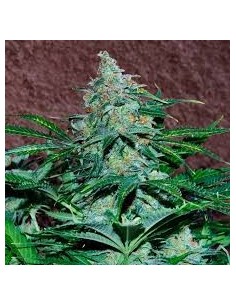 WORLD OF SEEDS - Amnesia Auto - 1