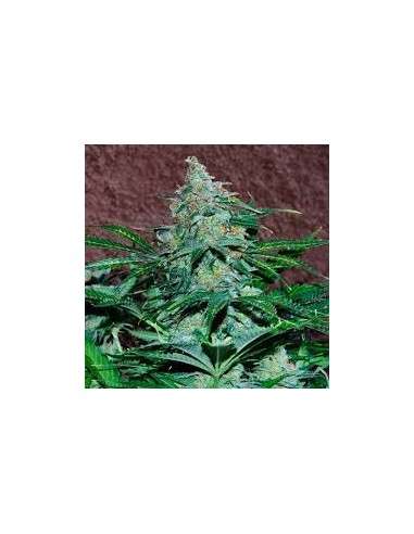 WORLD OF SEEDS - Amnesia Auto - 1