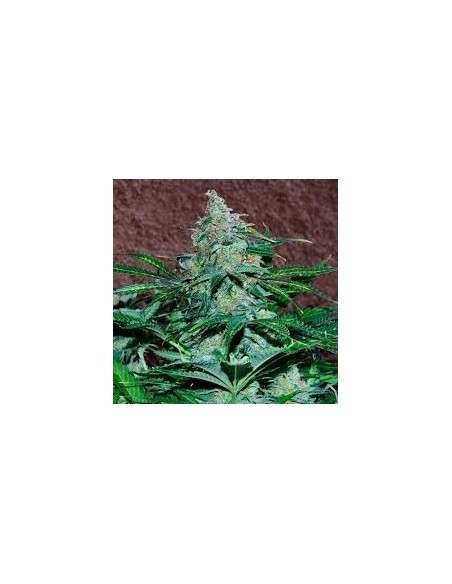 WORLD OF SEEDS - Amnesia Auto - 1