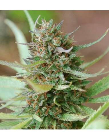 WORLD OF SEEDS - Strawberry Blue - 1