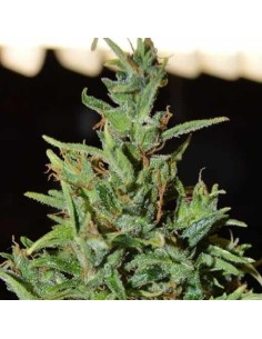WORLD OF SEEDS - Neville Haze Auto - 1